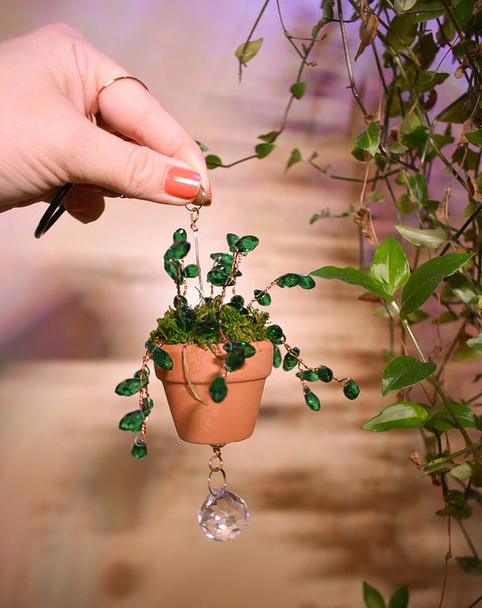 Plant me in the window